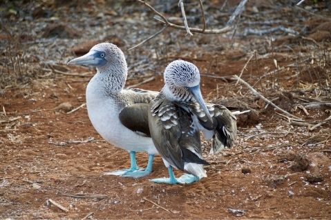 surf-and-adventure-birds