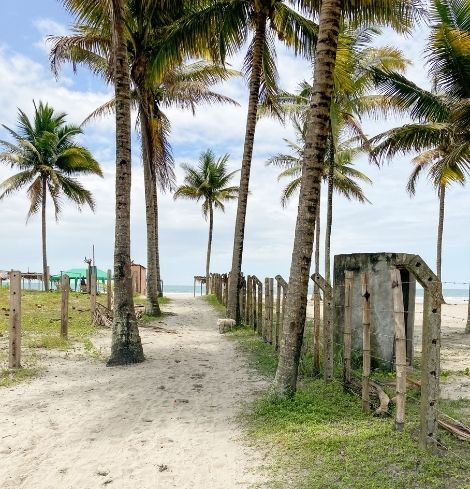 surf-vacation-palms