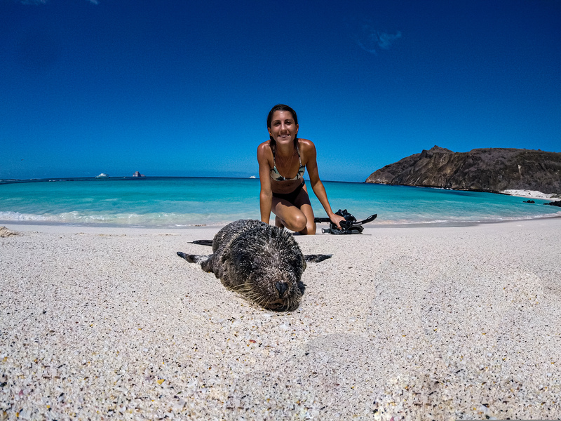 surfing-in-galapagos-islands-sealion