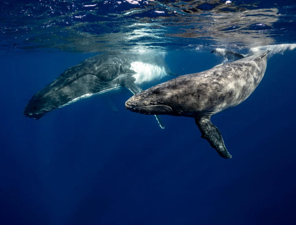mother humpback whale and its calf swimming underwater in the ocean somewhere in Ecuador