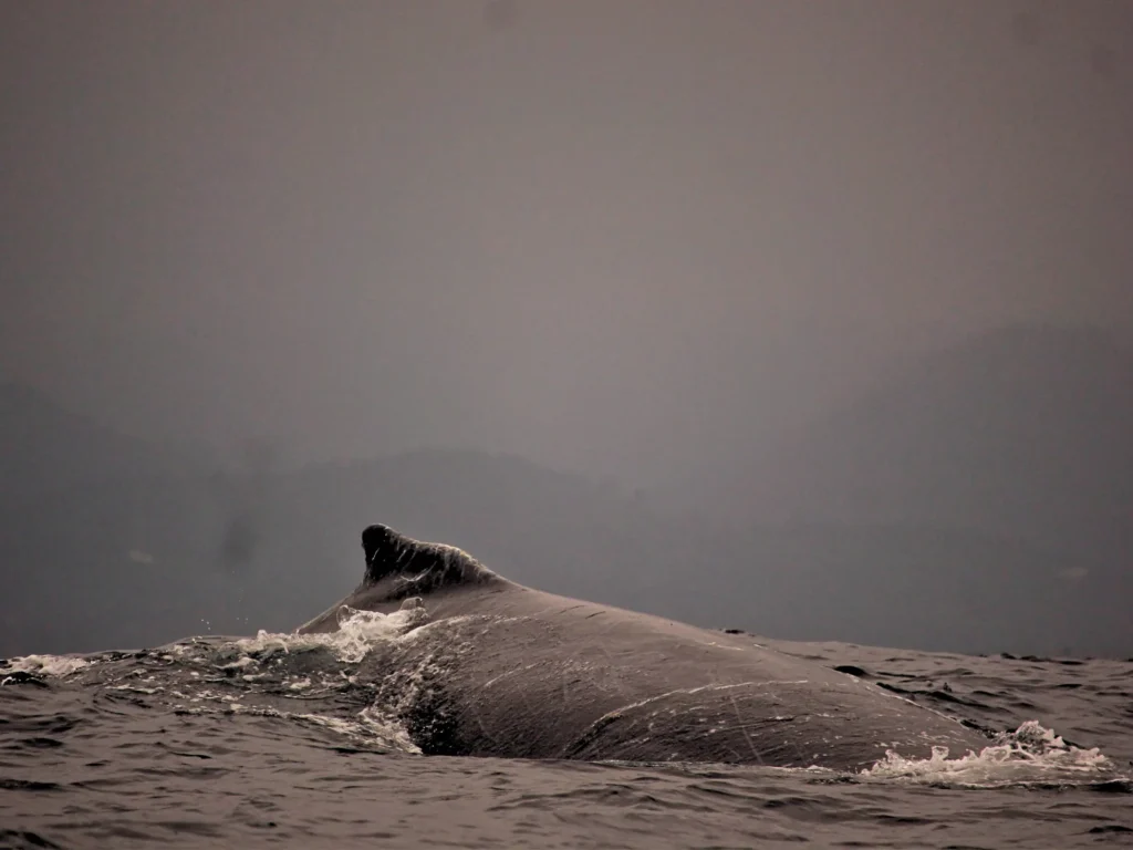 surfing and whale watching tour Ecuador